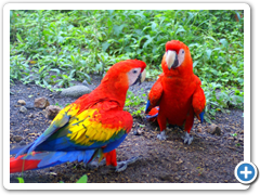 Boquete Panama - mating pair of scarlet macaws.