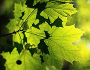 Foliage
