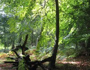 Parkhill Enclosure, New Forest NP, Hampshire, England