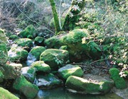 The little creek in Morgan Territory
