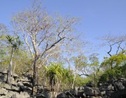 Tsingy forest, Tsingy Lodge, Ankarana