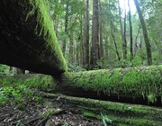 World of Green