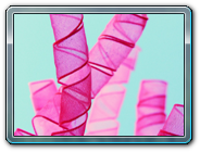 Happy Pink Curled Party Ribbon On Aqua