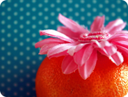 Pink Silk Flower on Orange and Blue Polkadots 