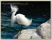 Beautiful bird