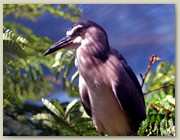Bird-of-paradise