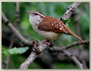 Bird from Connecticut