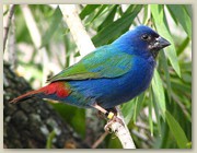 Bird on a Branch
