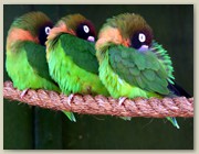 Birds - Africa Alive (Kessingland)