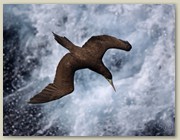 The Brown Booby