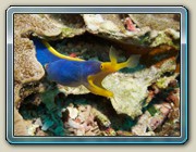 Blue ribbon eel