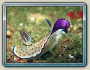 Chromodoris annulata