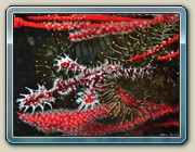 Corals