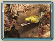 Gymnothorax fimbriatus