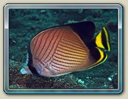 Indian vagabond butterflyfish - Chaetodon decussatus