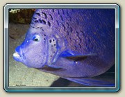 Pesce Angelo