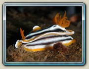 pyjama slug