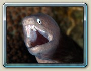 White-eyed moray