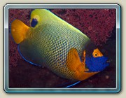 Yellowmask angelfish - Pomacanthus xanthometopon
