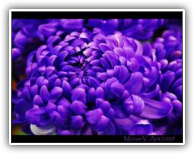 that purple glow from your eyes...