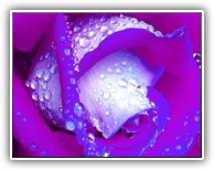 purple rose