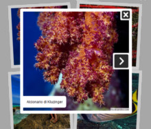 Pinboard Style Gallery - Image Joomla Lightbox
