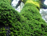 Fractal Trees