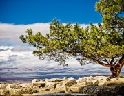 Tree on a mountain