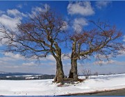 Twin Trees