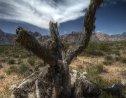 Dead tree