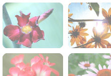 No Frame Rounded Theme
