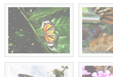 Simple Html Frame Theme