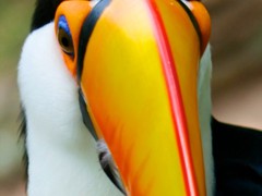 Toucan bird